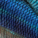 fish scale photo